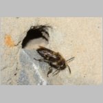 Melecta albifrons - Trauerbiene 05b 14mm am IH.jpg